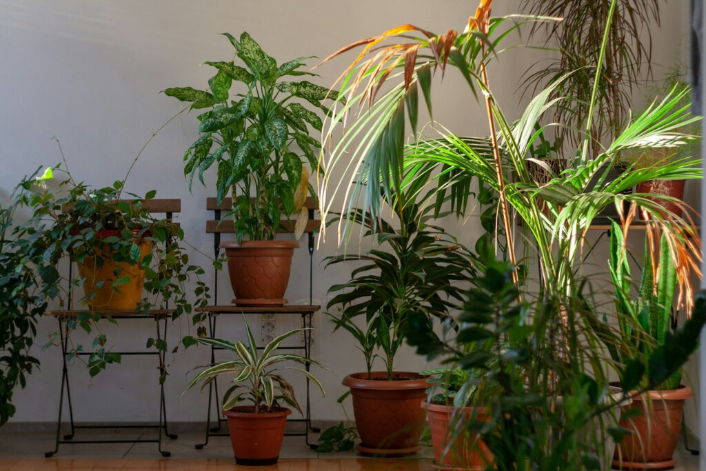 Ongenode gasten in de plantenhoek: zo word je rouwvliegjes de baas