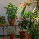 Ongenode gasten in de plantenhoek: zo word je rouwvliegjes de baas